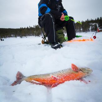 Røyefiske på Savalen - Isfiske | inatur.no