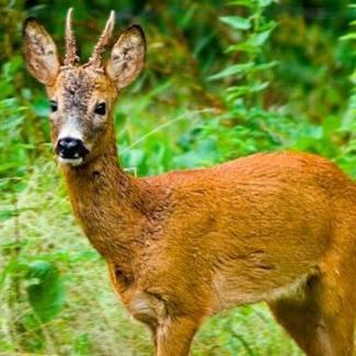 Rådyr bukkejakt Lensbygda og Skreiens Grunneierlag | inatur.no
